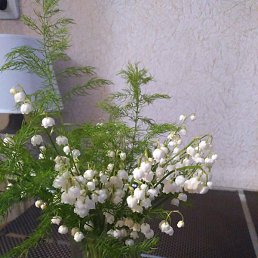 ˸��, ������, 65 ���