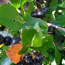 ���� �������, �����������, 56 ��� - ��������� 27 ������ 2025