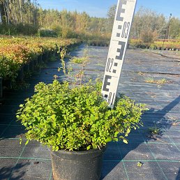 ���� �����, ������, 42 ���� - ��������� 5 ������ 2026