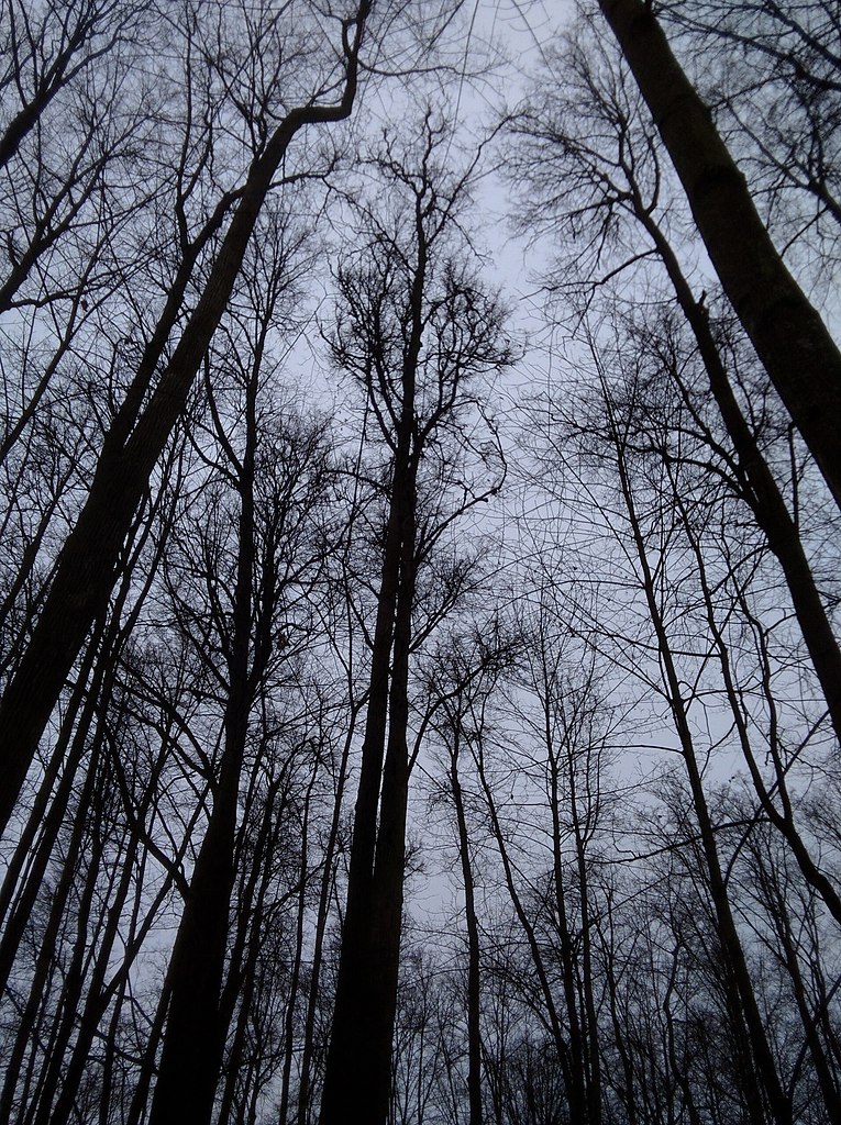 epoo-coco ec  aoao ape 