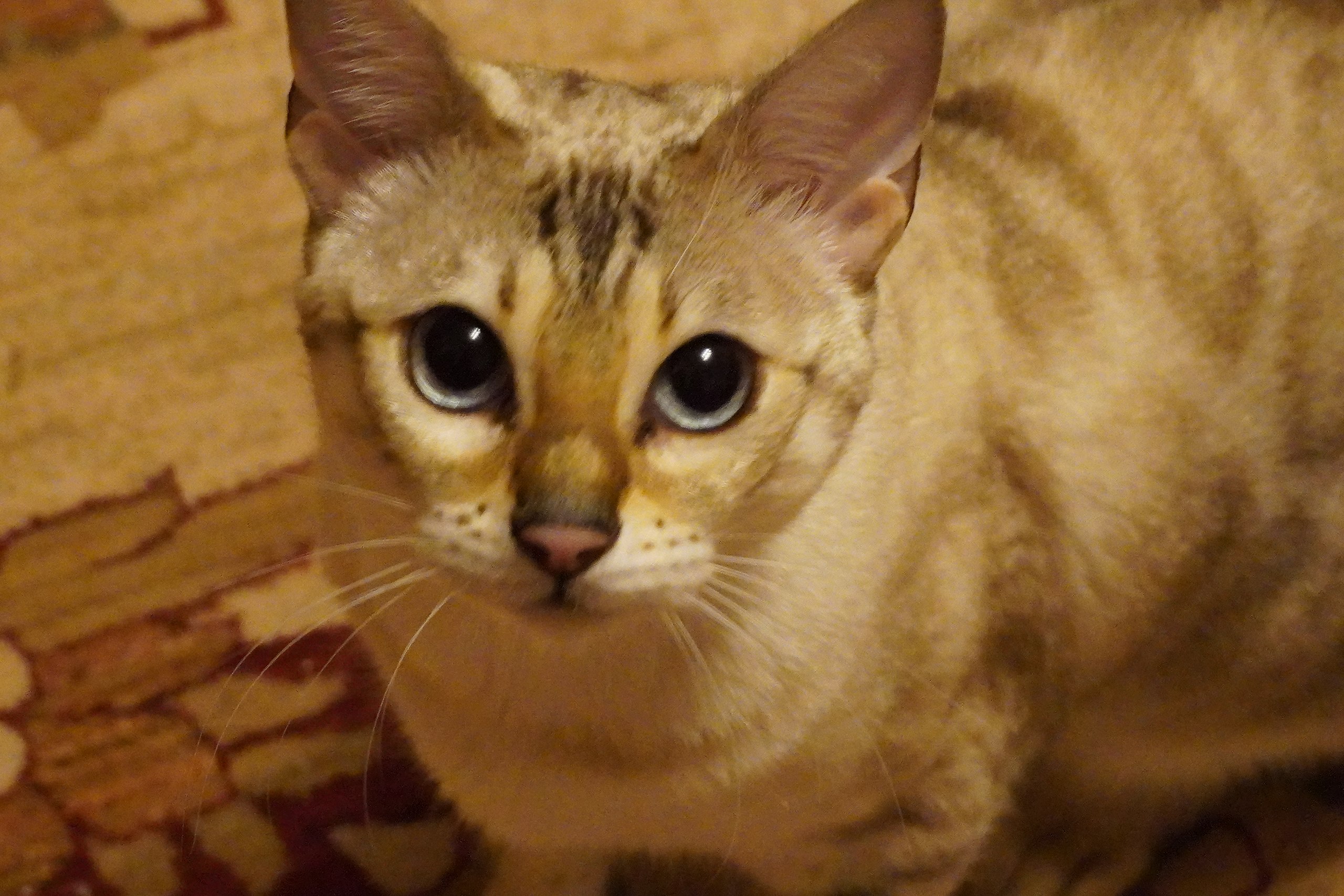 Uegenia Seidel - 6  2025  19:28