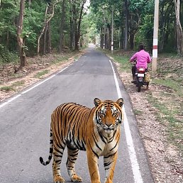 Anil Chalawadi, �����������, 75 ���