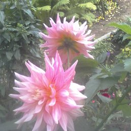 ������, �����