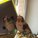 ���� �����(�� �����), ����������, 66 ��� - ��������� 17 ������ 2025