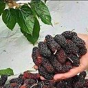 ���� Nihat, �������, 57 ��� - ��������� 18 ���� 2024