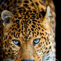 �������, ������, 56 ���