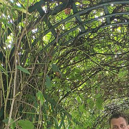 ��������, �����-���������, 38 ���