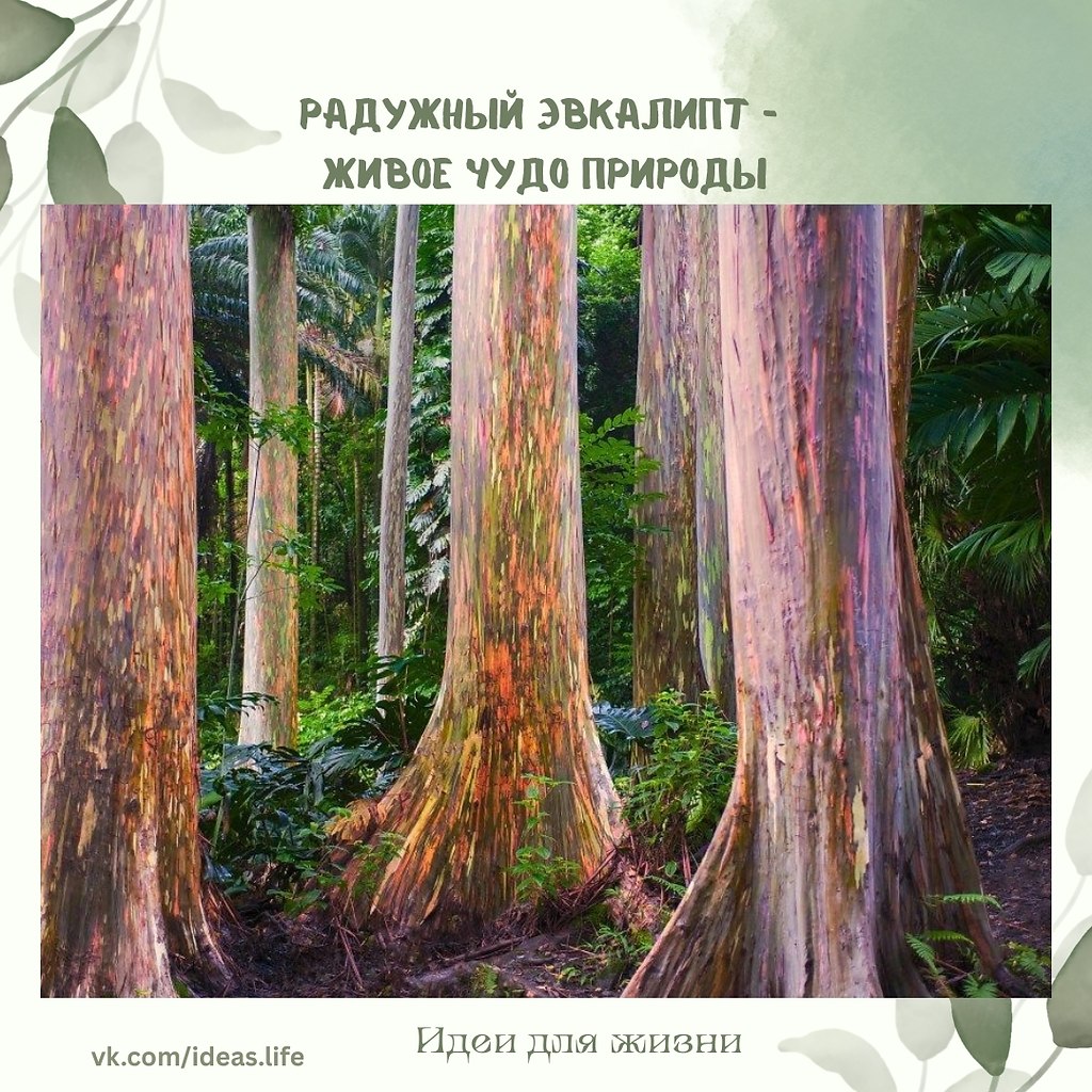 Радужный эвкалипт (Eucalyptus deglupta) — одно из самых впечатляющих и красивых деревьев на Земле. ...