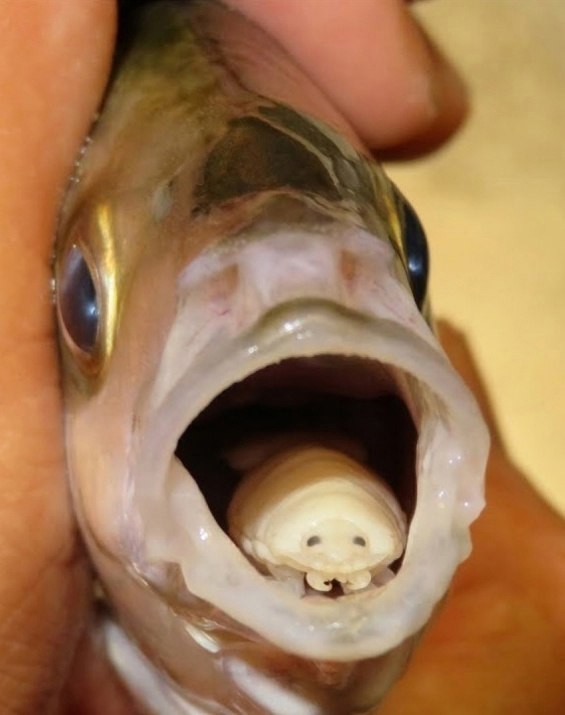 ,      : ,   . Cymothoa exigua  ...