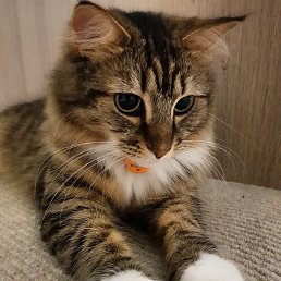 ���� ������, ���������, 54 ���� - ��������� 27 ��� 2025