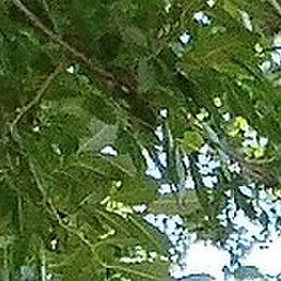 ����, �����-���������, 40 ���