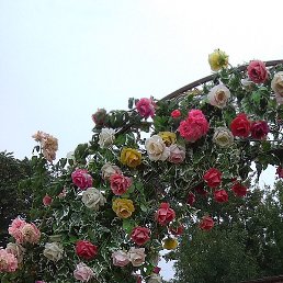 �����, �������, 46 ���