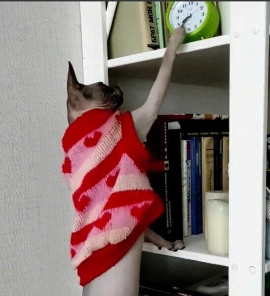 Владелец кота на слух определяет из другой комнаты, дерет животное когтеточку или ...