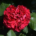 ���� Aleksandr, �����������, 64 ���� - ��������� 12 ���� 2026 � ������ ���� ����������