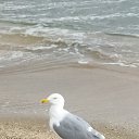 ���� ����, ��������, 70 ��� - ��������� 9 ������ 2023