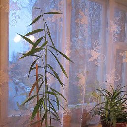 ����������, �������, 53 ����