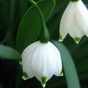 �������, 64 ����, �����������