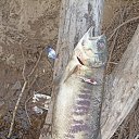 ���� ������, �������, 55 ��� - ��������� 16 ����� 2026