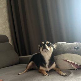 ����, ��������, 41 ���