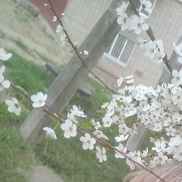 �������, ��������, 49 ���