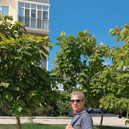 , 66, 