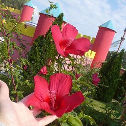 �����, ������, 43 ����