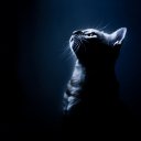 ���� ��������, �����-���������, 56 ��� - ��������� 15 ������ 2025