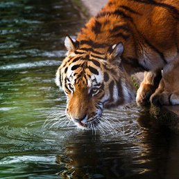 �������, �����-���������, 39 ���