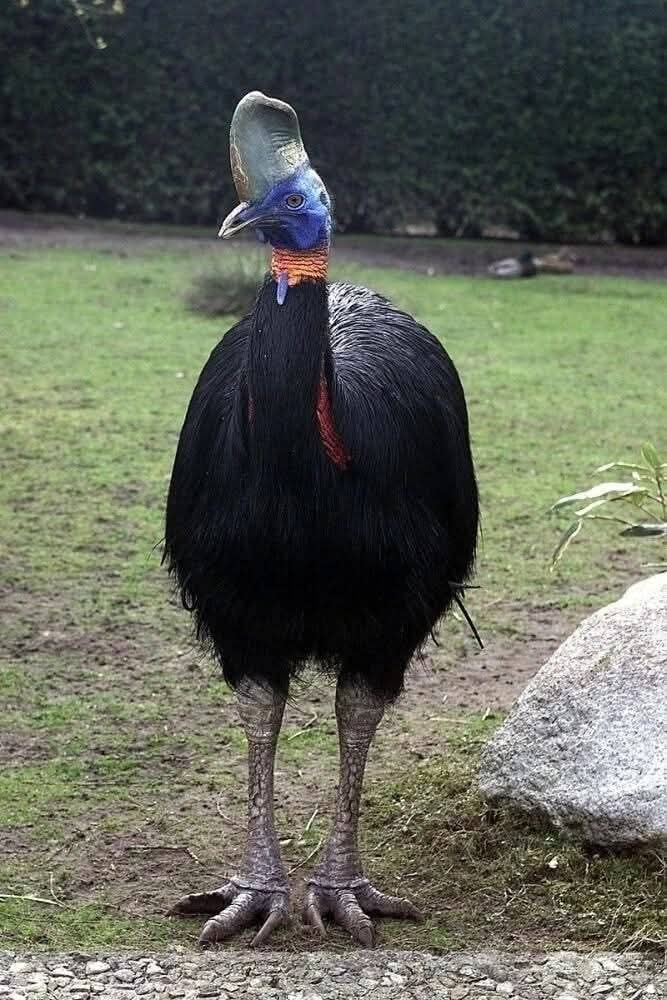 :) САМОЕ ОПАСНОЕ ПЕРНАТОЕ В МИРЕ ... Казуар — высокая, массивная и злобная птица, которая впечатляет ... - 5