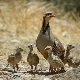 ���������, ������, 35 ���