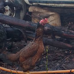 ��������, ������, 20 ���