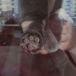 Ann, ���������, 31 ���