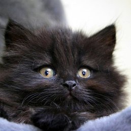 ����, ������, 47 ���