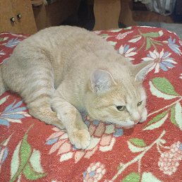 �����, ������, 56 ���