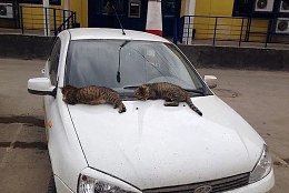 �����������