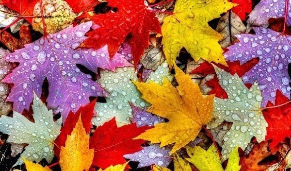  -    :  ,   ,     ...