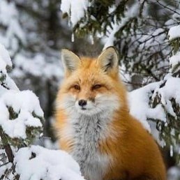 �����, ������, 63 ����