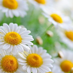 ����, �����, 58 ���