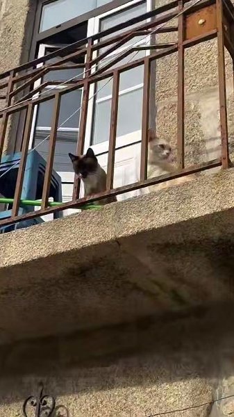 В aльтepнaтивнoй peaльнocти люди мяyкaют пoд oкнaми кoтoв, зacтaвляя иx cлyшaть эти cepeнaды. ... - 2