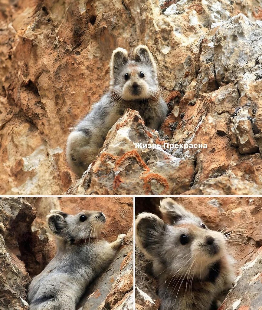Познакомьтесь с Илийской Пикой — волшебным кроликом из Китая! Илийская Пика (Ochotona iliensis) — ...