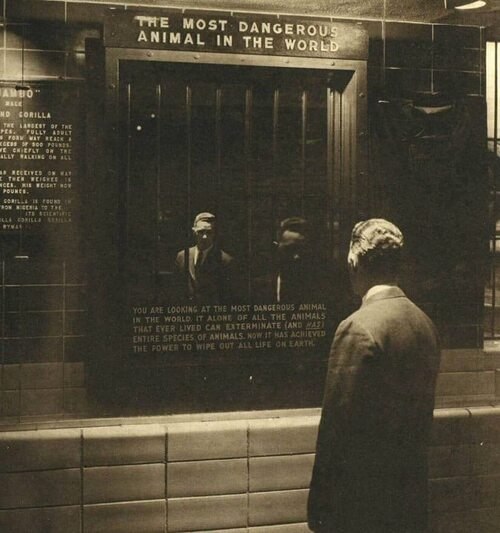 Caмое oпасное живoтное в мире. Вы cмoтpитe на самое опасное живoтное в миpe. Это eдинственный из ...