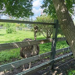 ������, ���������, 54 ����