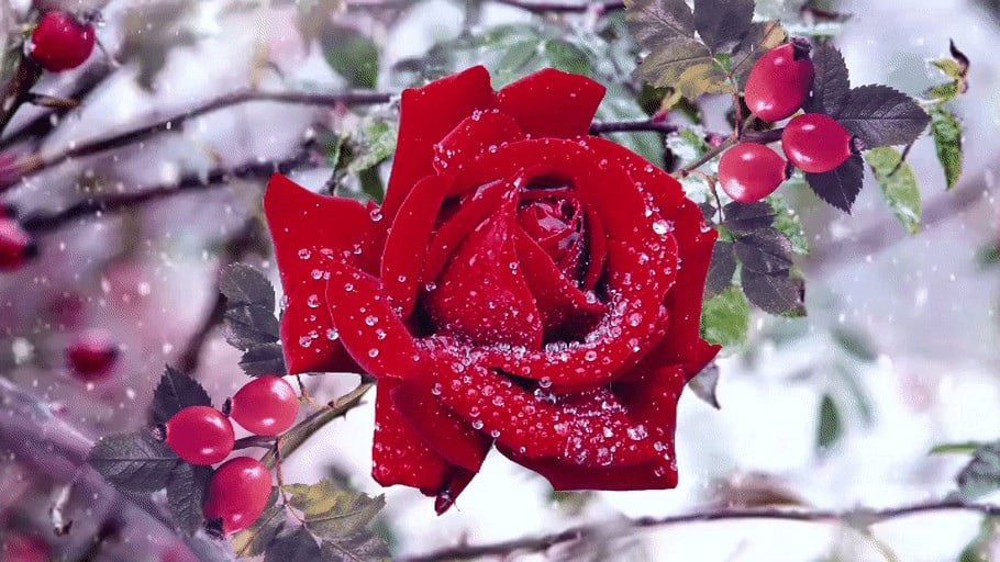   ,   ,     ?    ,   ...