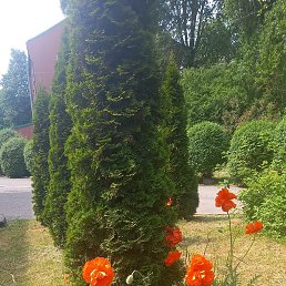 ��������, �����������, 50 ���