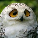 ���� ���, �����-���������, 20 ��� - ��������� 17 �������� 2025 � ������ ���� ����������