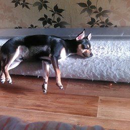 �������, �������, 37 ���