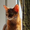 ��� ������� �� ������� ���� ����������