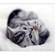 �����, 56 ���, �����-���������