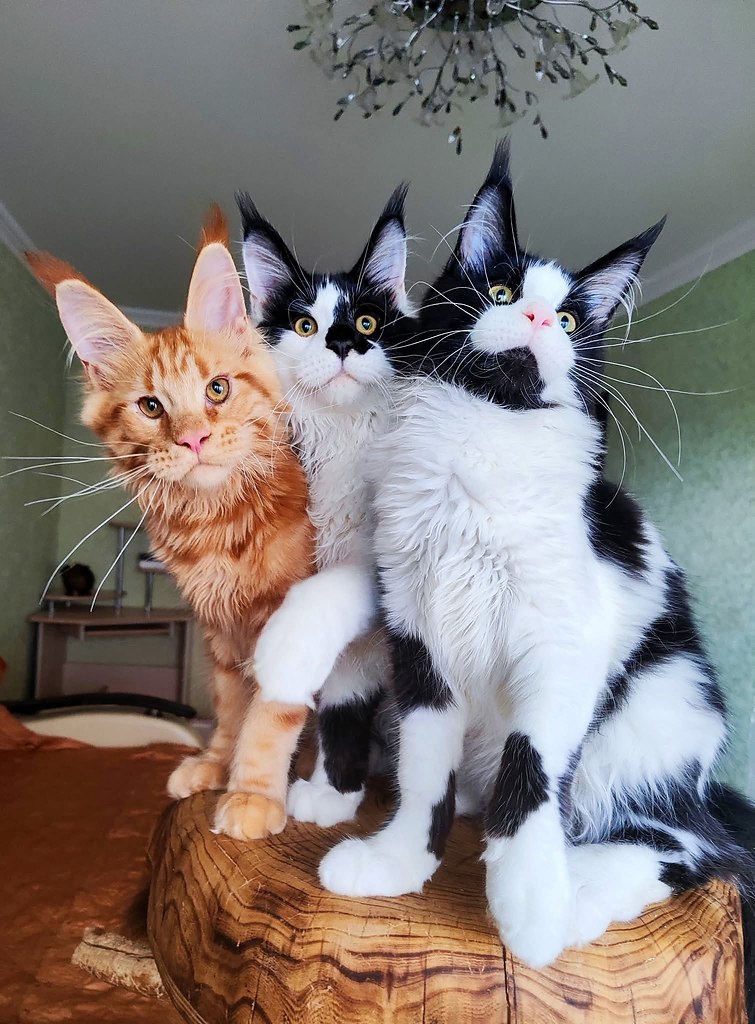 Славные ребята